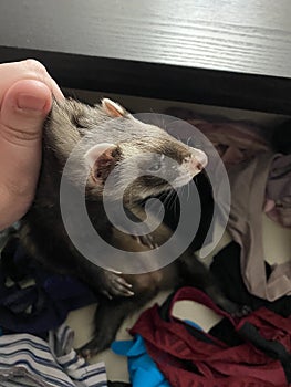 Naughty Sable Female Ferret in Panty Drawer